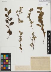Foto von Salix herbacea L. x Salix phylicifolia L.
